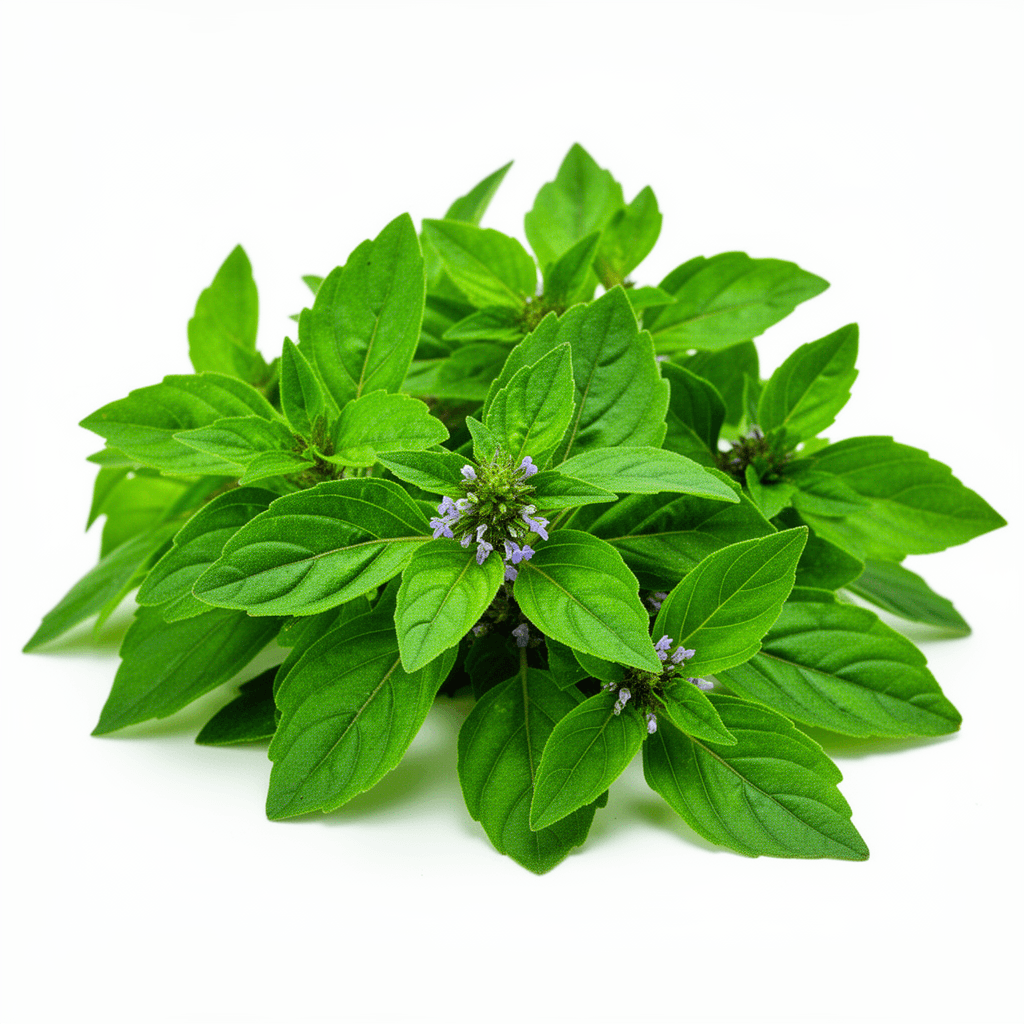 Holy basil (tulsi) plant with serrated green leaves and small purple flower clusters