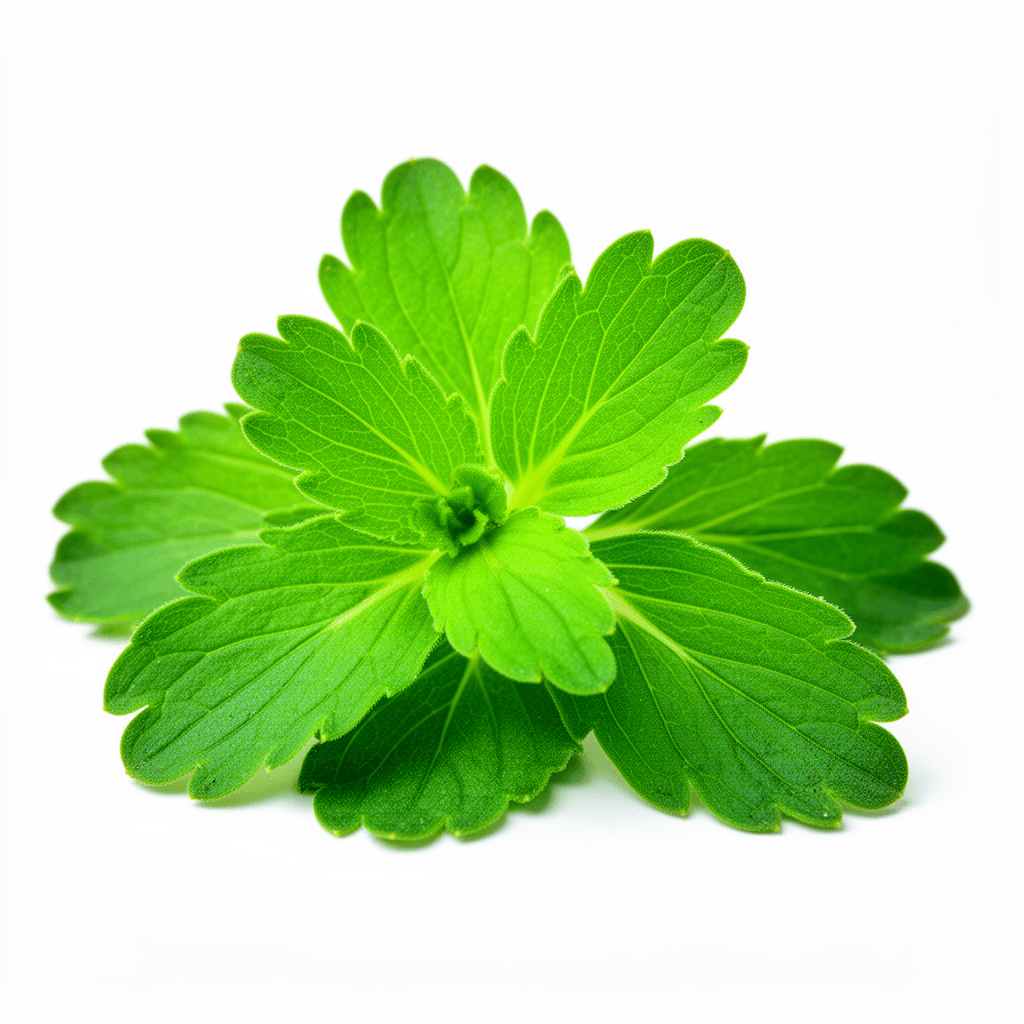 Stevia plant with small bright green oval serrated leaves